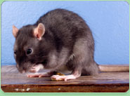 rat control Brondesbury