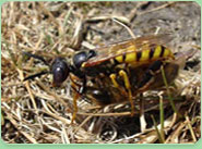 wasp control Brondesbury